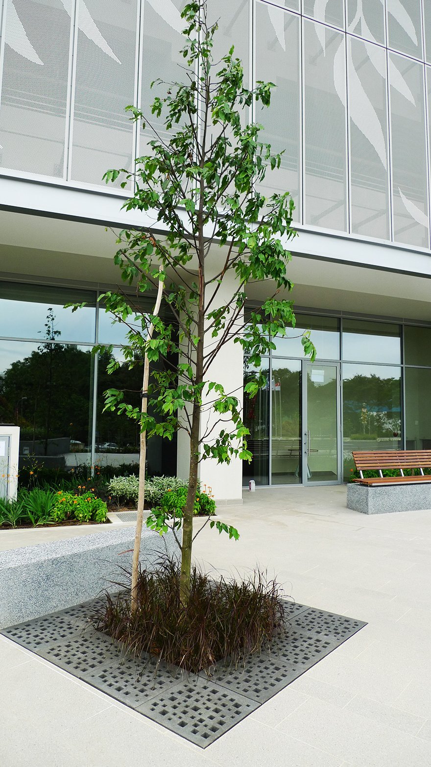 tree and plants surrounded by square Jonite grates