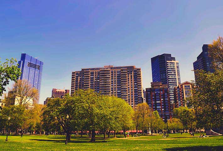 Jonite Insight-The Benefits Of Urban Trees