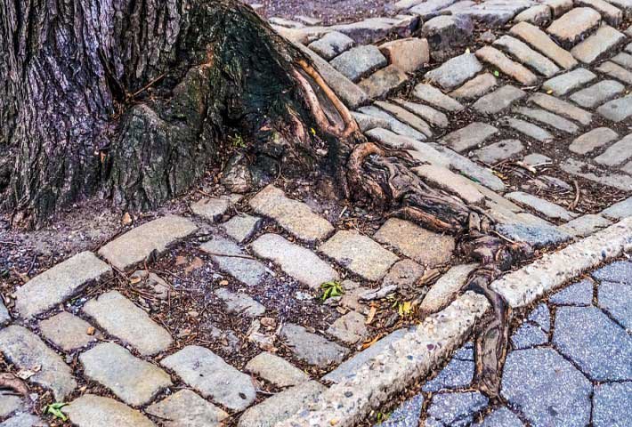 Overgrown Tree Roots
