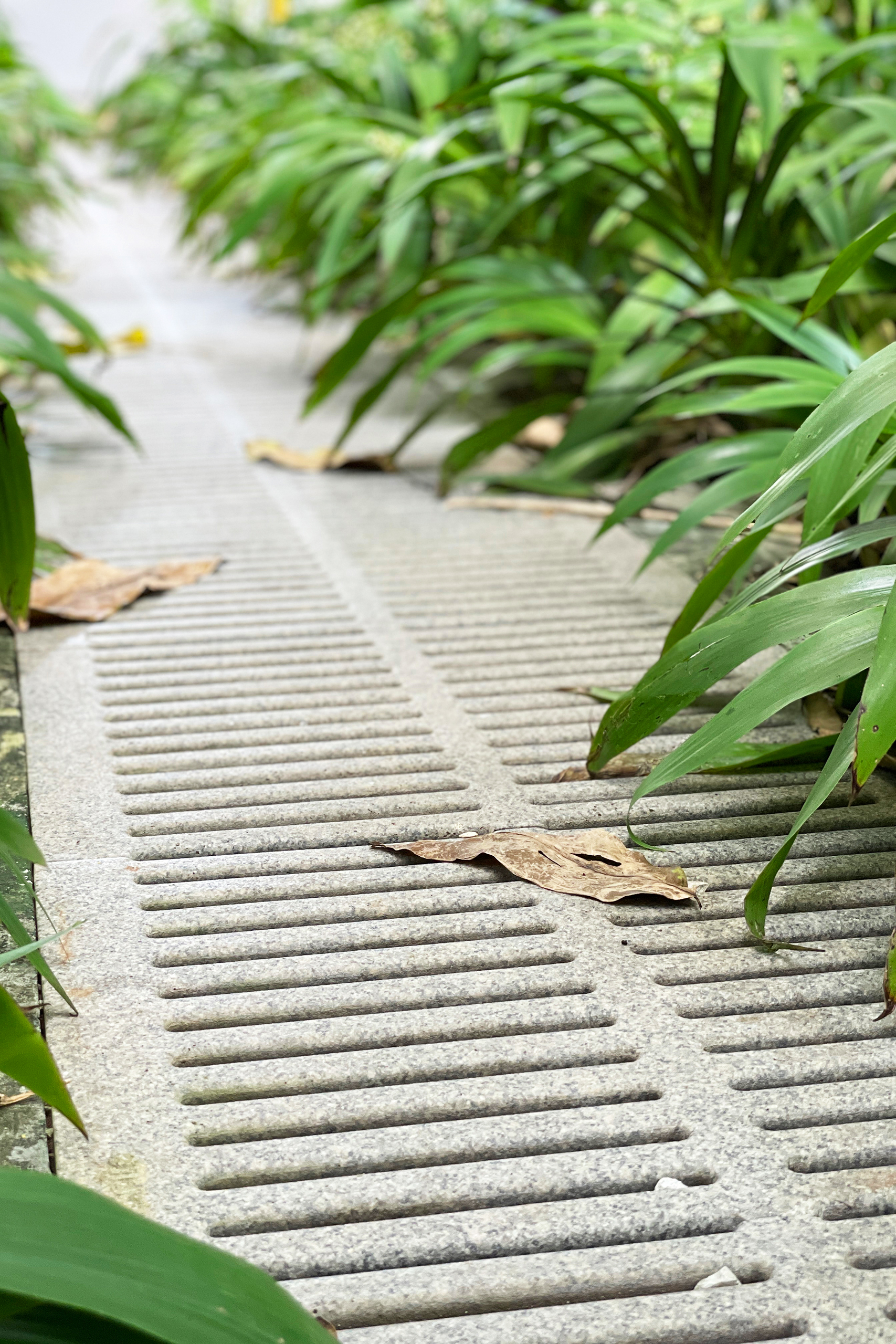 plant leaves on a stone trench grate